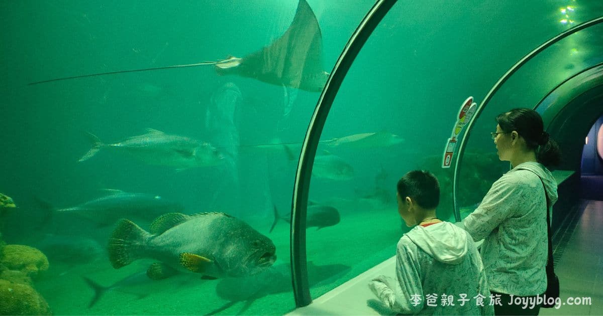 澎湖親子旅遊推薦《澎湖水族館》雨天也能玩的海底樂園！互動展示超吸睛 ! - 價格, 澎湖室內景點, 澎湖旅遊推薦, 澎湖水族館, 澎湖親子景點, 澎湖雨天備案, 門票