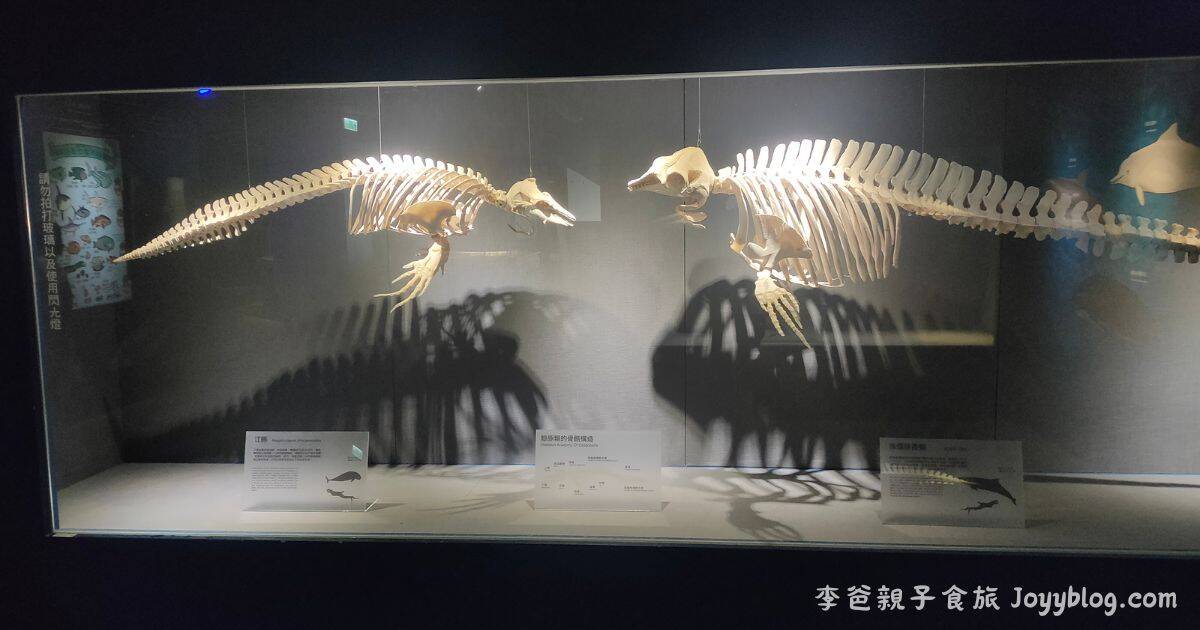 澎湖親子旅遊推薦《澎湖水族館》雨天也能玩的海底樂園！互動展示超吸睛 ! - 價格, 澎湖室內景點, 澎湖旅遊推薦, 澎湖水族館, 澎湖親子景點, 澎湖雨天備案, 門票