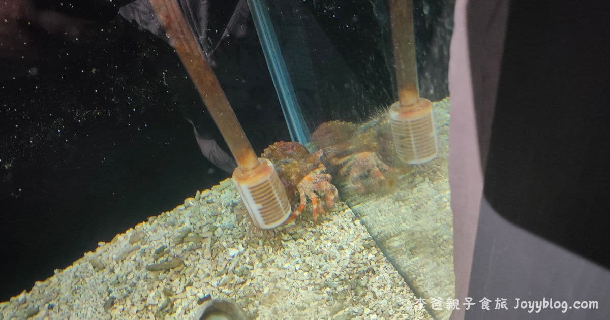 澎湖親子旅遊推薦《澎湖水族館》雨天也能玩的海底樂園！互動展示超吸睛 ! - 價格, 澎湖室內景點, 澎湖旅遊推薦, 澎湖水族館, 澎湖親子景點, 澎湖雨天備案, 門票