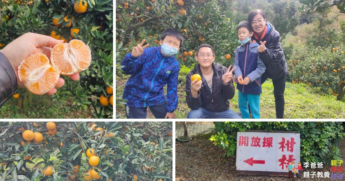 新竹 新埔 豫章坊 果園 採果 親子體驗 採果體驗